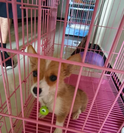狗狗细小的疾病（探索狗狗细小疾病的成因、症状及防治措施）