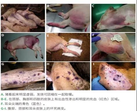 宠物细小病毒初症状识别