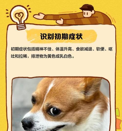 狗的细小症状及早期预防（了解细小，保护你的爱犬健康）