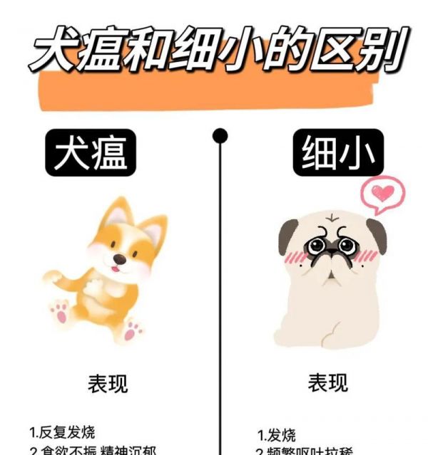 狗的细小症状及早期预防（了解细小，保护你的爱犬健康）
