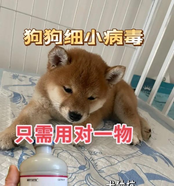 狗的细小症状及早期预防（了解细小，保护你的爱犬健康）