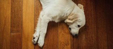 宠物细小病症状及治疗探究