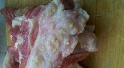 宠物细小病症状及治疗探究