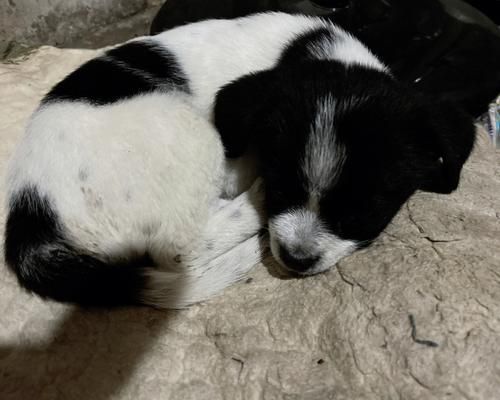 狗狗细小症状详解（宠物主人必读）