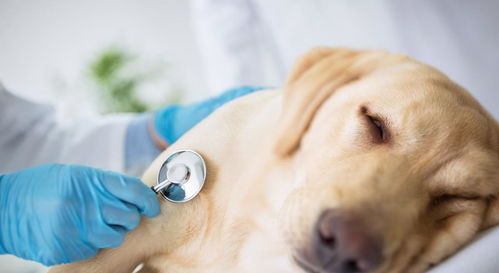 狗狗细小症状：呕吐腹泻，确诊治疗需及时。