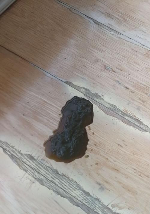 细小病毒（宠物狗感染细小疾病的症状、传播途径及预防措施）