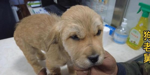 狗狗得细小怎么办？——注意这些症状！（狗狗得细小，早期症状不容忽视！）