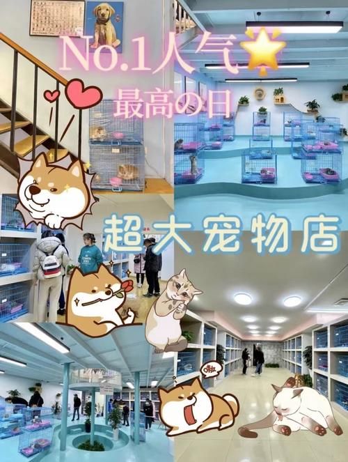 南山宠物狗-南山区的正规宠物店在哪里
