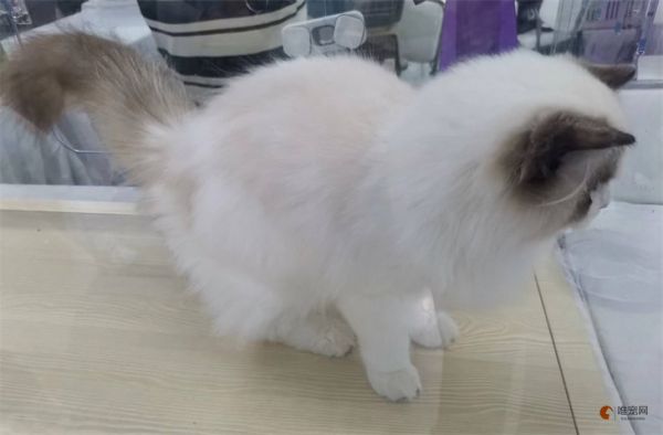 青岛哪里有卖猫的 市场在什么地方