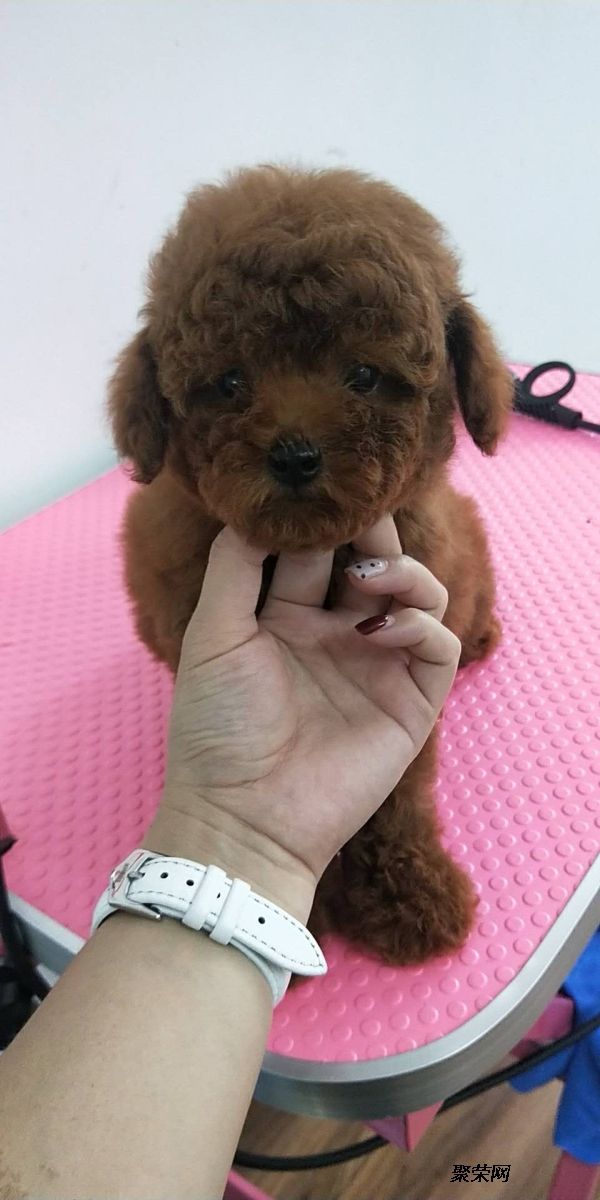 深圳宝安南山批发宠物猫狗的实体店 去哪买宠物猫狗放心