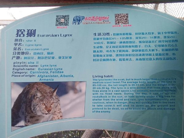 剑网3藏剑宠物养成指南：猞猁属性及最佳选择