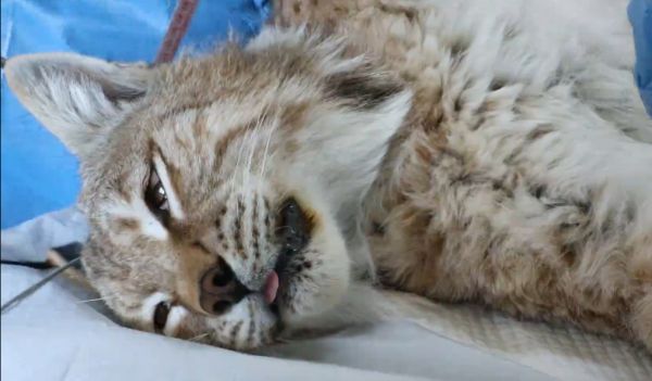 “天线宝宝”猞猁放归前进行身体检查。受访者供图