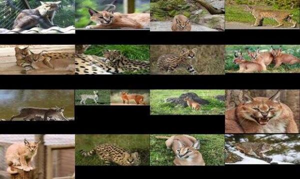 狞猫猞猁兔狲薮猫