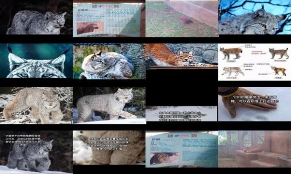猞猁图片简介