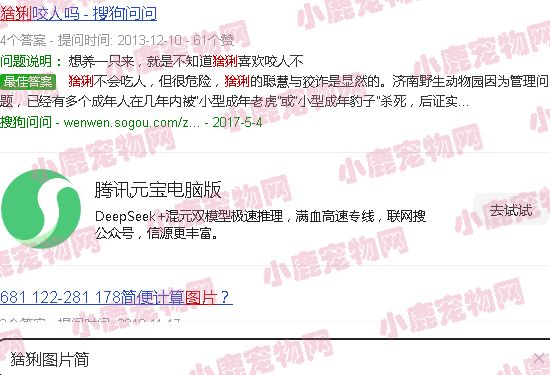 猞猁图片简介