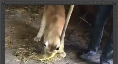 俄罗斯姑娘饲养帅气宠物，外表凶猛，脾气却比家猫还好！