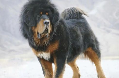藏獒打得过猞猁吗？那得问藏獒能否打得过灰狼先