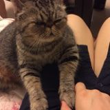 猪小姐