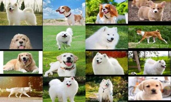 什么狗最干净