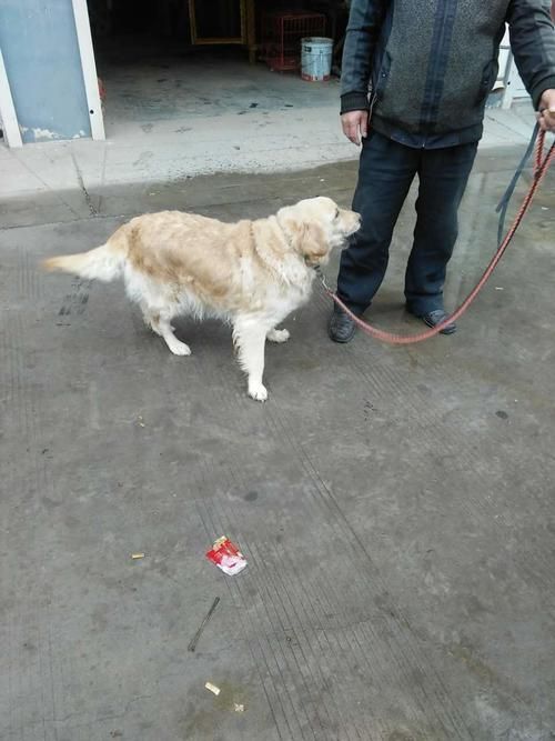 聊城哪里有卖宠物狗的市场（聊城买狗的地方）