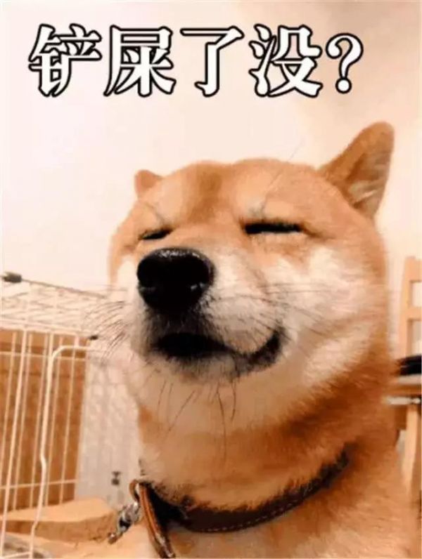 铲屎官养宠后出现的六大怪癖,只因为深爱着狗,一般人无法理解!