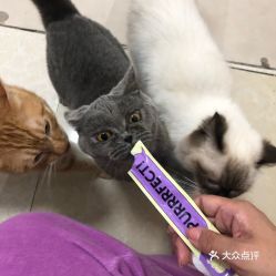 宜昌宠物市场探秘指南