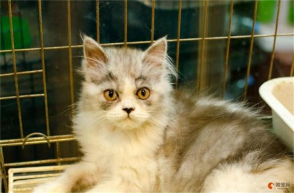 南昌哪里能买到猫 市场在哪