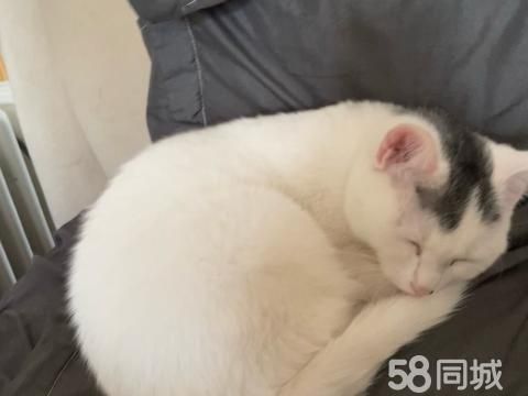 朝阳宠物赠送/领养·猫咪免费领养小猫，特别粘人