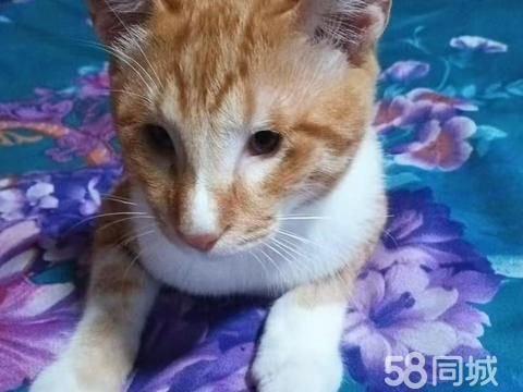 朝阳宠物赠送/领养·宠物猫