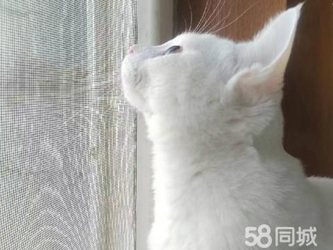 朝阳宠物赠送/领养·2岁公猫求领养