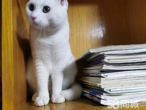 朝阳宠物赠送/领养·2岁公猫免费送