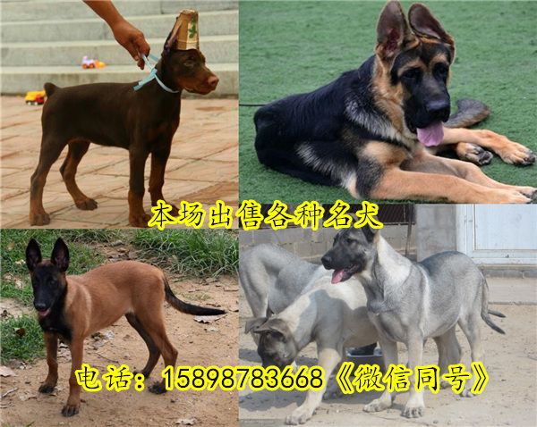 河北唐山迁西县狗场联系电话出售30多种名犬