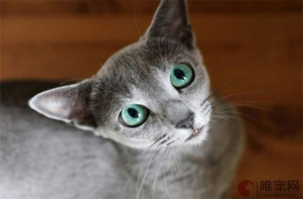 猫咪绝育一般多少钱 绝育前要注意什么