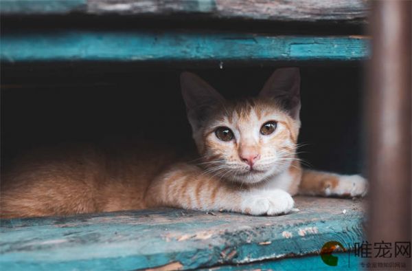 猫咪绝育一般多少钱