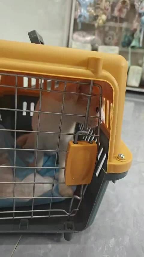 重庆瑞鹏医院为流浪猫完成绝育手术获赞