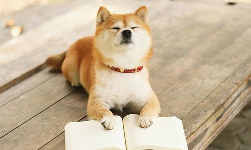 狗子做绝育多少钱（全国狗绝育价格一览表）