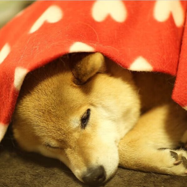 宠物猫的品种及价格，从贵族到平民的选择