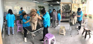 宠物美容培训学校排名？2023年十大宠物美容培训学校排行榜
