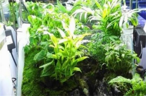 吉林最大的花鸟鱼虫市场在哪里