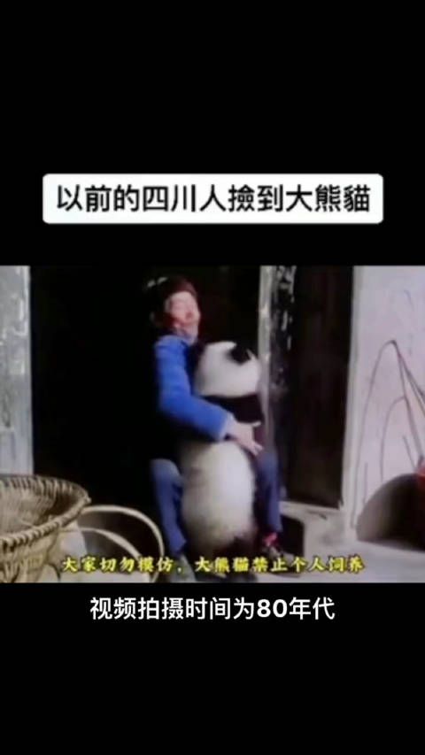 以前的四川人捡到大熊猫,直接当宠物养