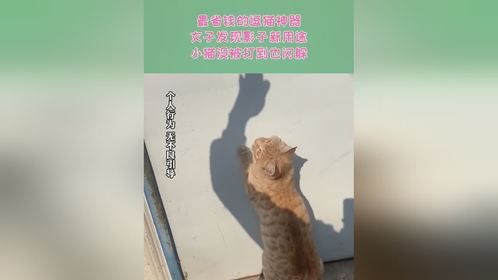 最省钱的逗猫神器！女子发现影子新用途，小猫没被打到也闪躲