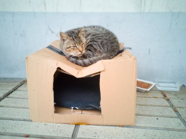 猫咪跨城托运指南：三种运输方式全解析与避坑攻略-有驾