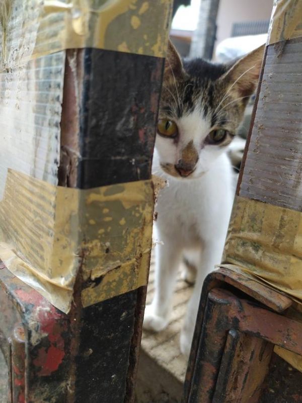 猫咪跨城托运指南：三种运输方式全解析与避坑攻略-有驾