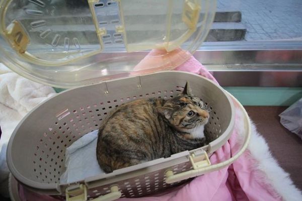 猫咪跨城托运指南：三种运输方式全解析与避坑攻略-有驾