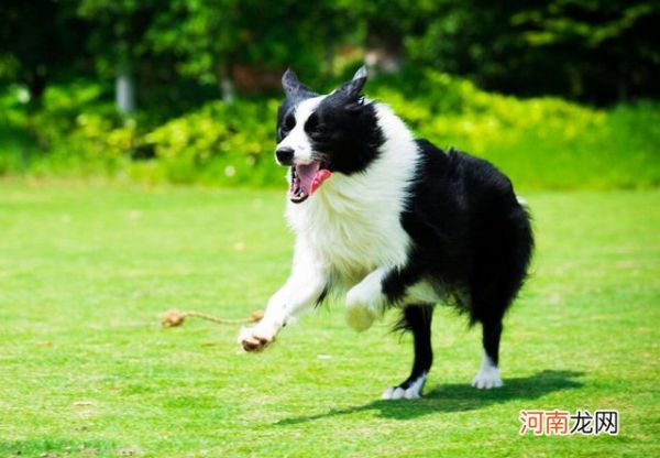 适合家养的宠物狗排名 十大适合家养的狗