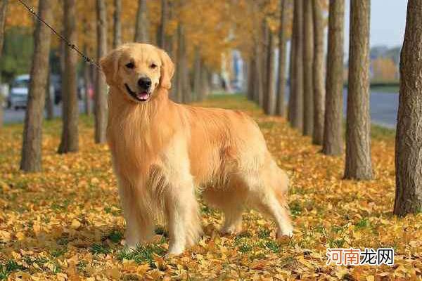 适合家养的宠物狗排名 十大适合家养的狗