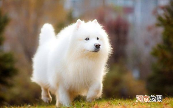 适合家养的宠物狗排名 十大适合家养的狗