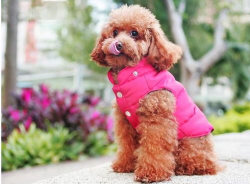 十大适合家养的小型犬排行榜