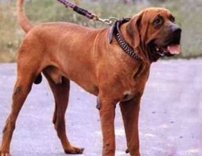 小型犬排名前10名