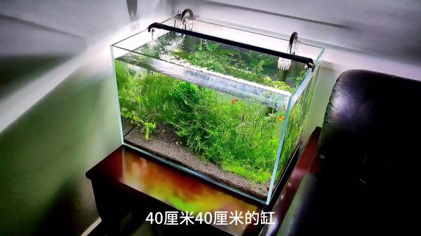 看不下去了，这样的鱼缸，鱼和水草都是半死不活的状态